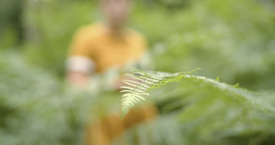 A fern swaying with the breeze a person is looking off in the distance
