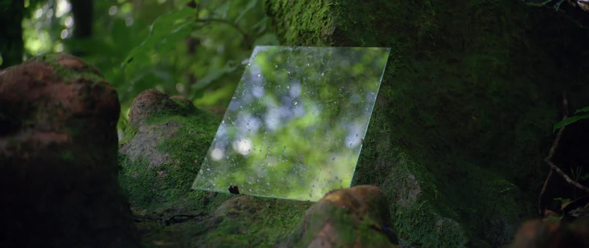A close up of a mirror in a forest