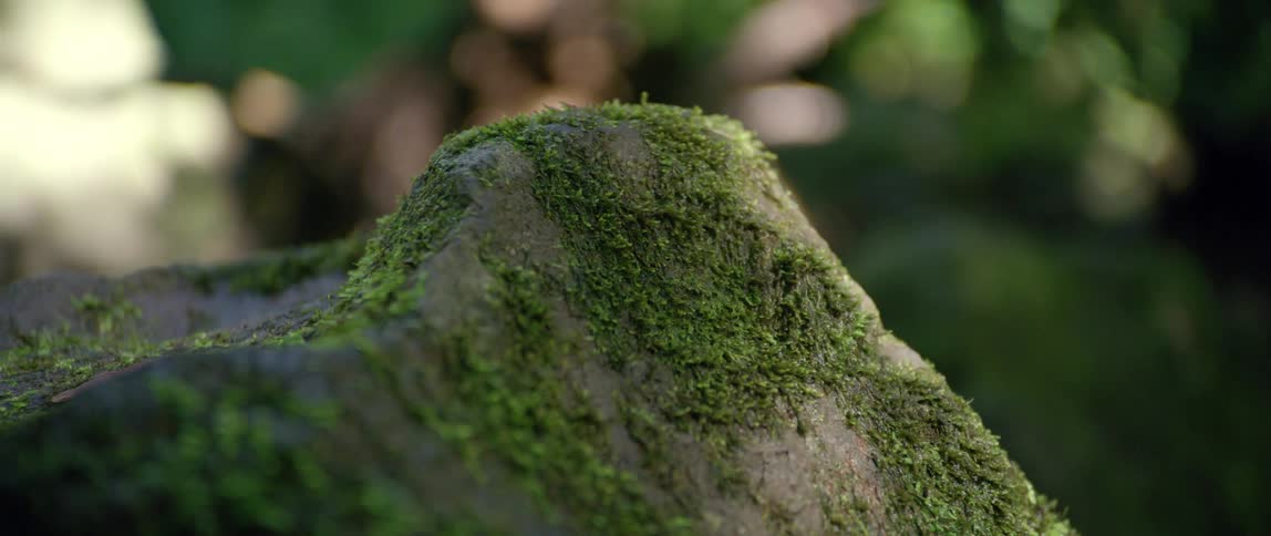 Rock with moss growing on it