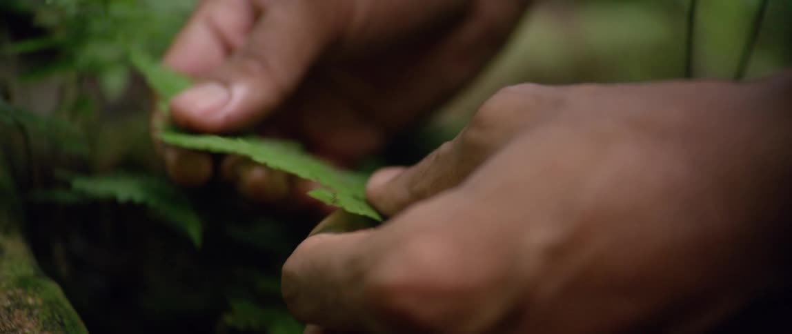 A person is touching a leaf outdoors in spring
