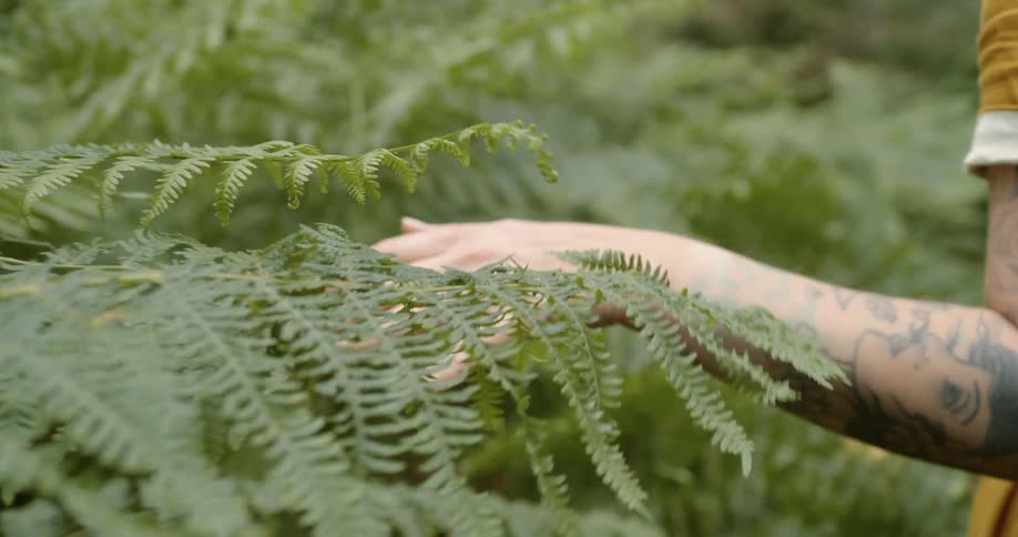 A person walking and rubbing their hands on plants and leaves