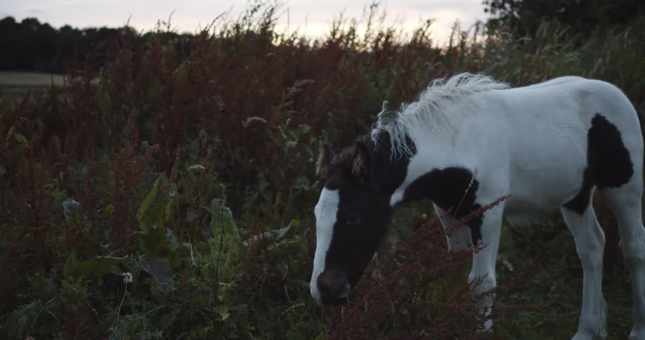 A horse grazing on a farm