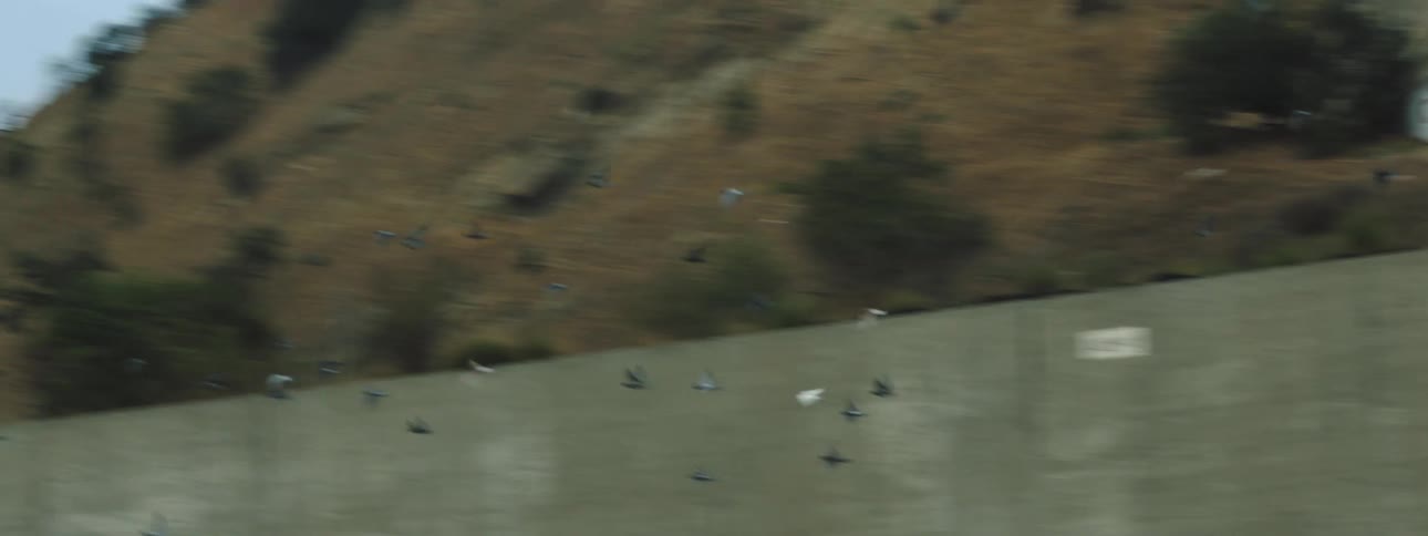 Flock of birds sit on a road and then they all take flight