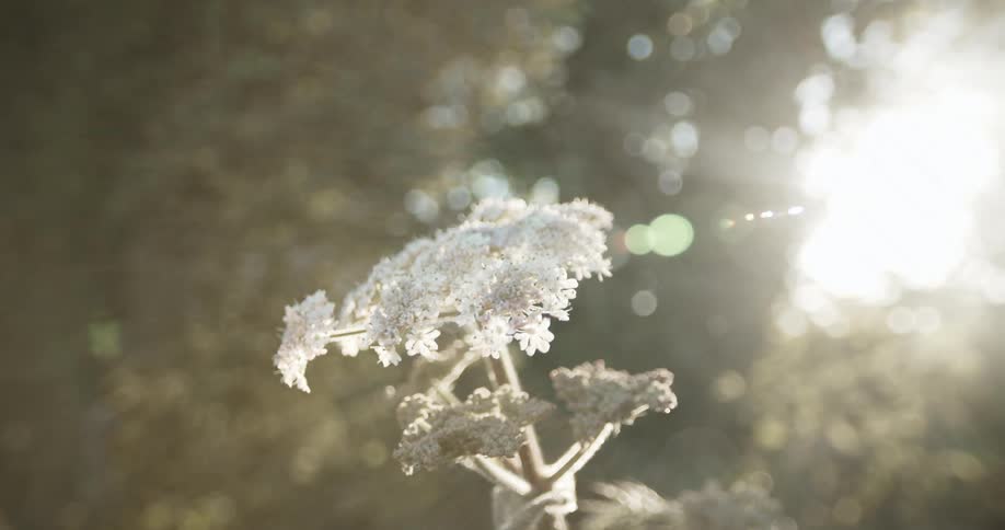 The sun is shining down on a flower