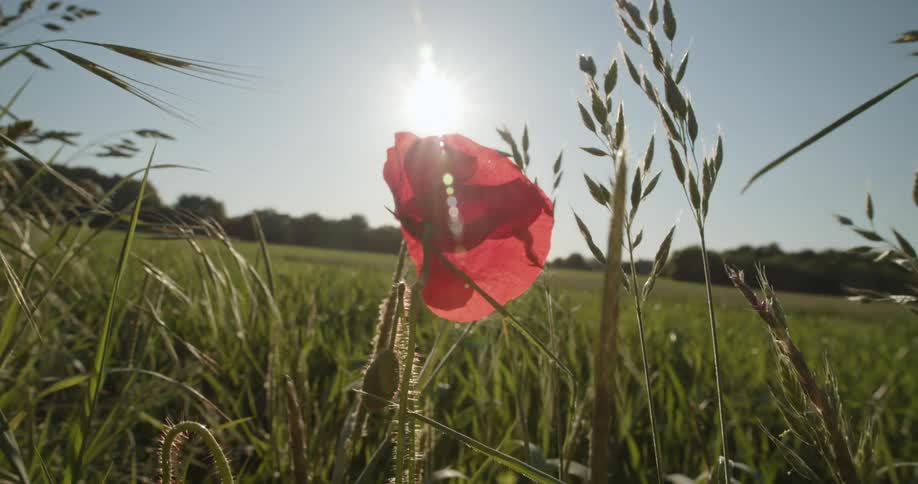 A flower in a grassy field