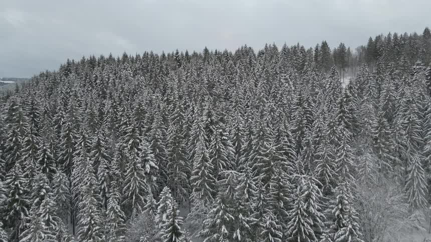 Aerial shot of a winter forest