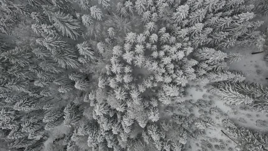 Snow covered forest trees on a winter day