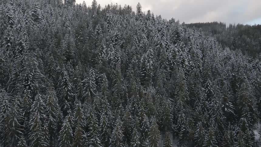 Aerial view of pine trees covered in white snow clustered together on a slope in the forest at daytime