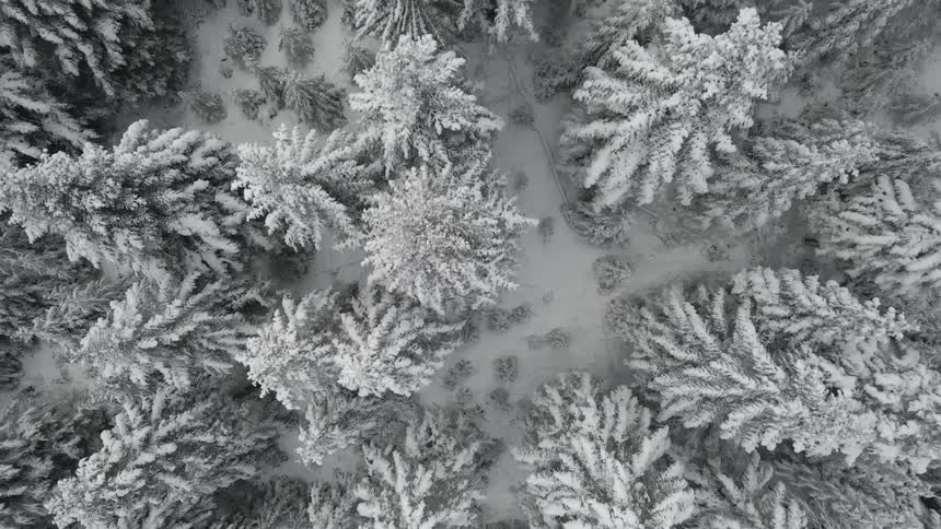 Snow covered forest and trees on a winter day