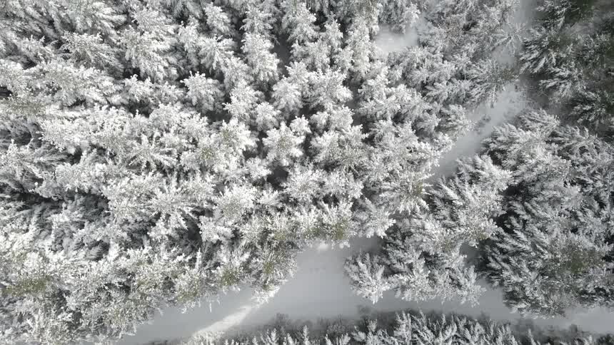 Snow covered forest trees on a winter day