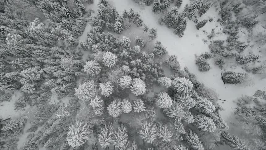 Snow covered forest and pine trees seen from above