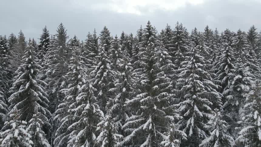 A dusting of snow covers the fir trees in a dense forest