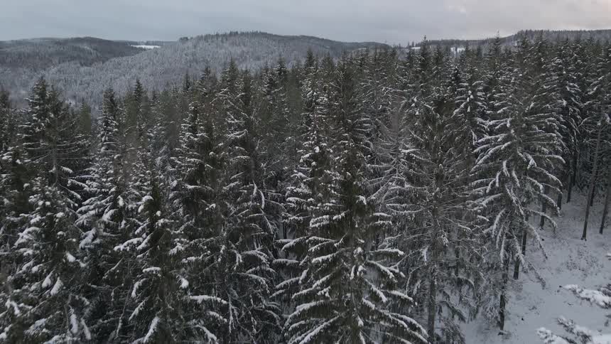 Snow covered forest with mountains on the horizon