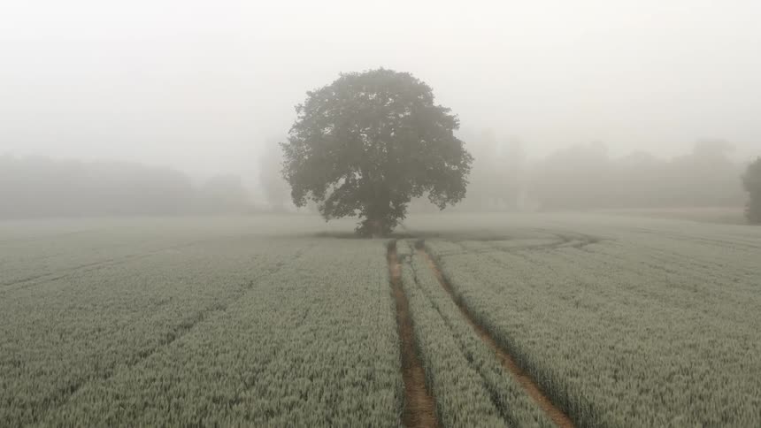 Aerial view of a lonely tree in a field on the mist at day