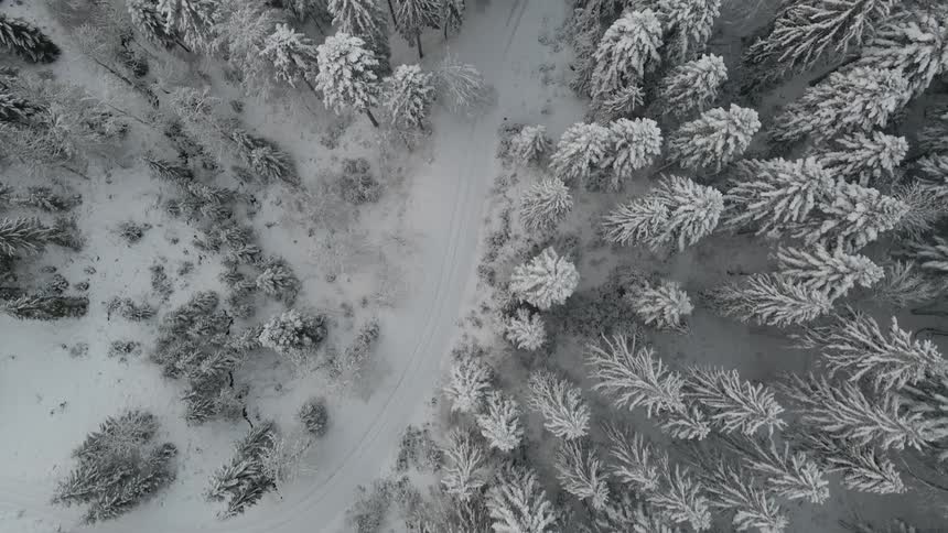 Snow covered trees and and path through the forest on a winter day