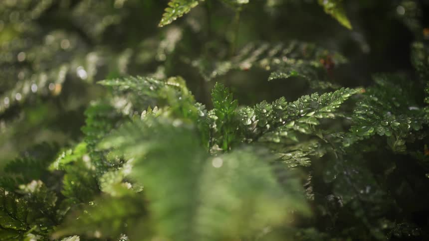 Rain falling on plant leaves