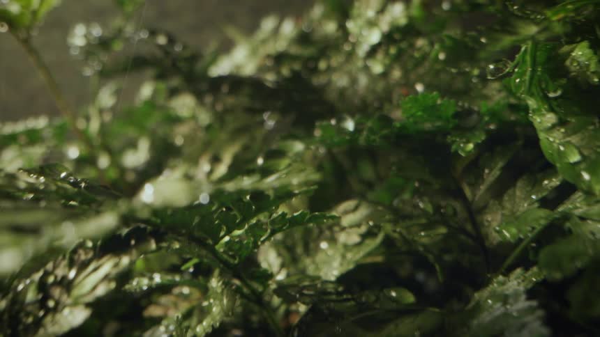 Rain drops falling over the leaves of green herbs outdoors