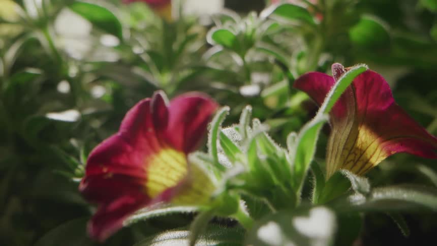 Small dark pink and yellow flowers grow on leafy plants indoors