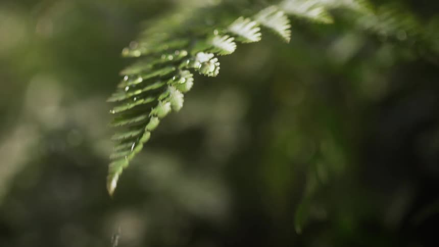 Water droplet falls onto the branch of a plant at daytime