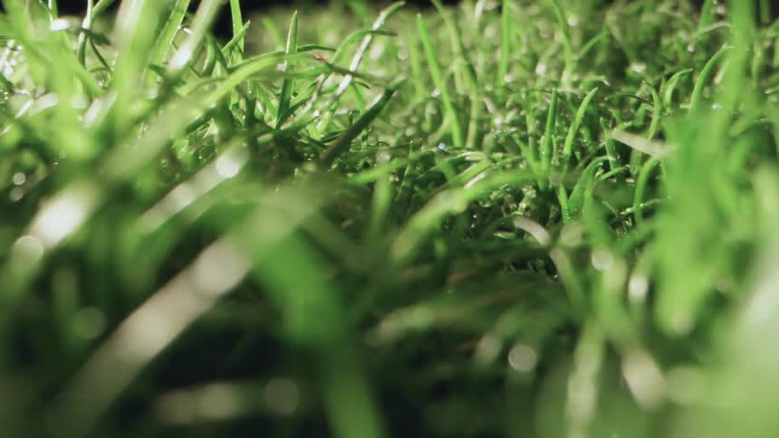 A closeup view of grass in a field is displayed