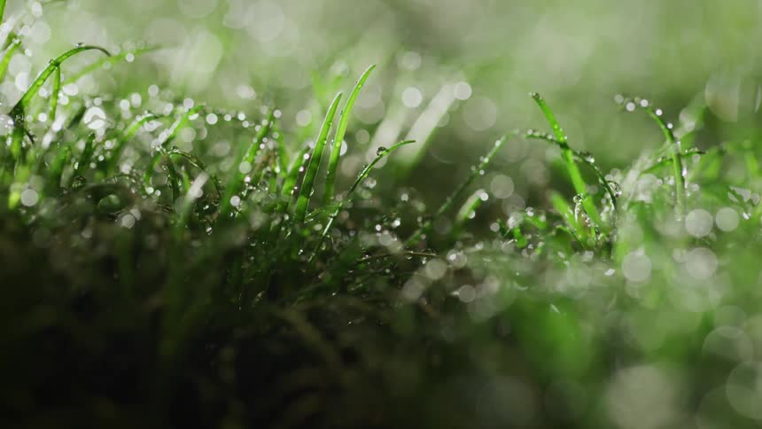 Water droplets on grass as rain comes down