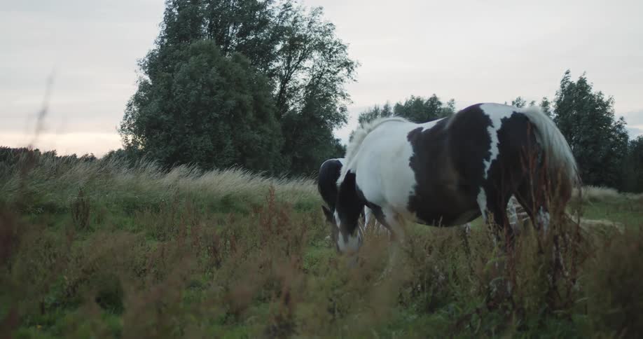 Horses eating grass in a field
