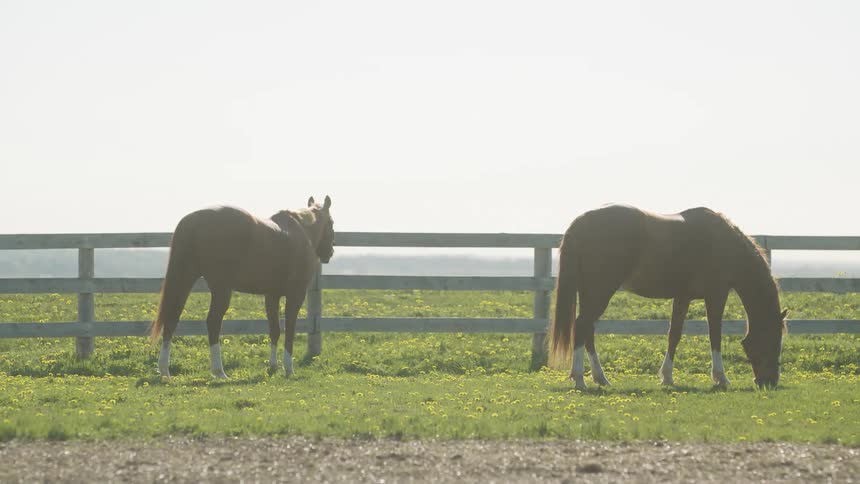 Two brown horses grazing on the green grasss next to a wooden fence in a ranch