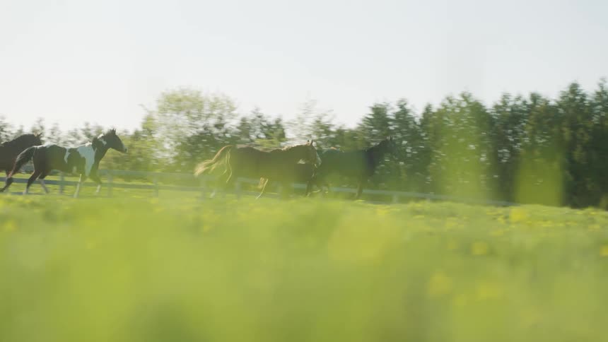 Herd of horses galloping on the green grass plains near a wooden fence