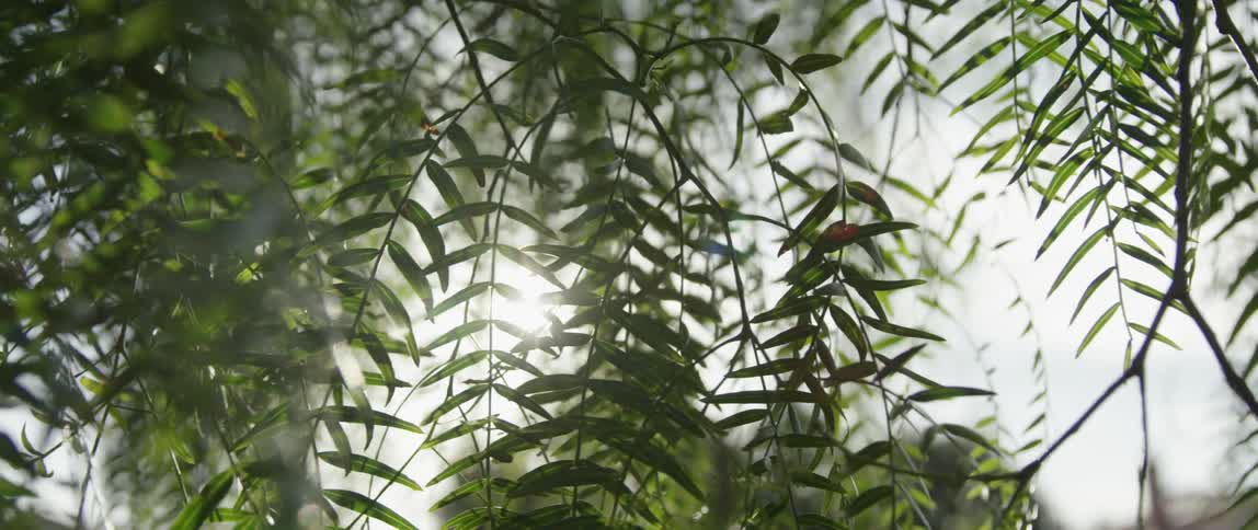 Sunlight filtering through the small leaves on the branches of a willow tree outdoors