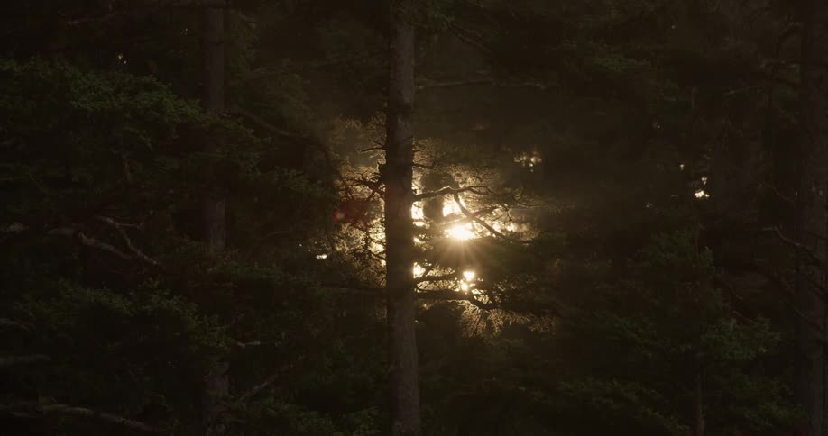 The low sun shines through the trees