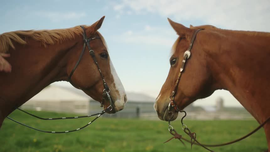 Two horses next to each other in a farm