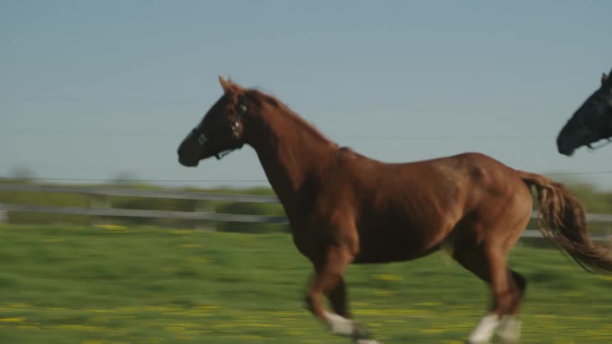 A brown and black horse run together on a field