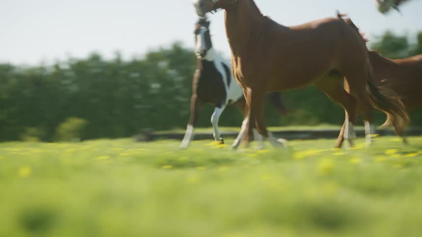 Horses galloping in a rural pasture on a sunny summer day