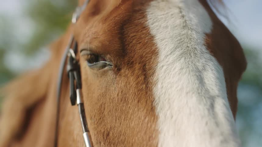 A person petting a horse with trees the sky and clouds in the background