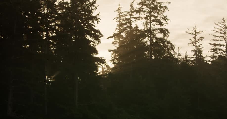 A static shot of light beams through trees and fog at sunrise