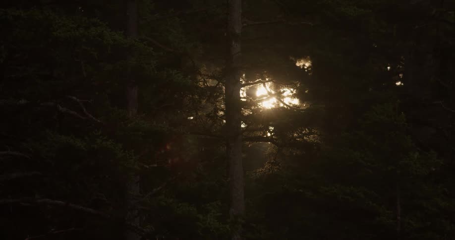 Dark forest with sunlight shining through the trees