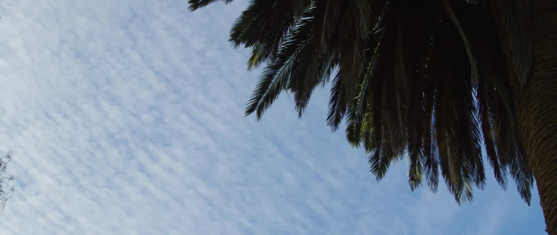 A view of a palm tree in summer is displayed