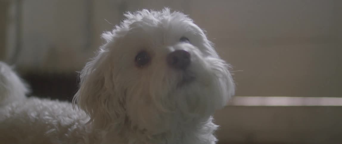A fluffy white dog looking around and wagging its tail indoors