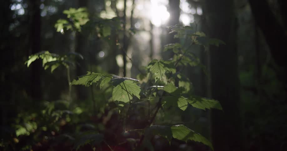 A plant with leaves blowing in the wind in a forest and sunshine filters through