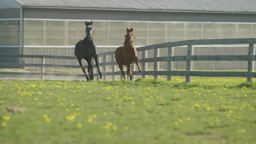 Horses running along the fence inside of a ranch enclosure at daytime