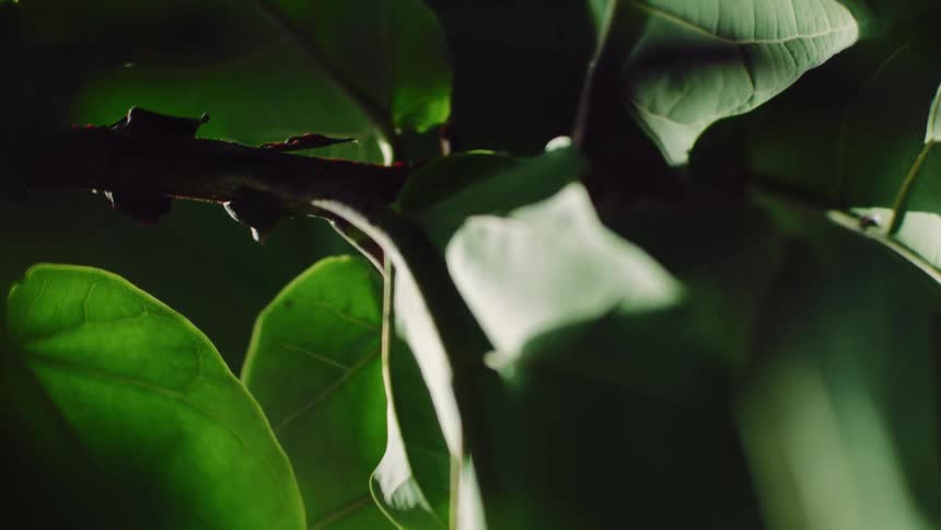 A close up of leaves from a plant