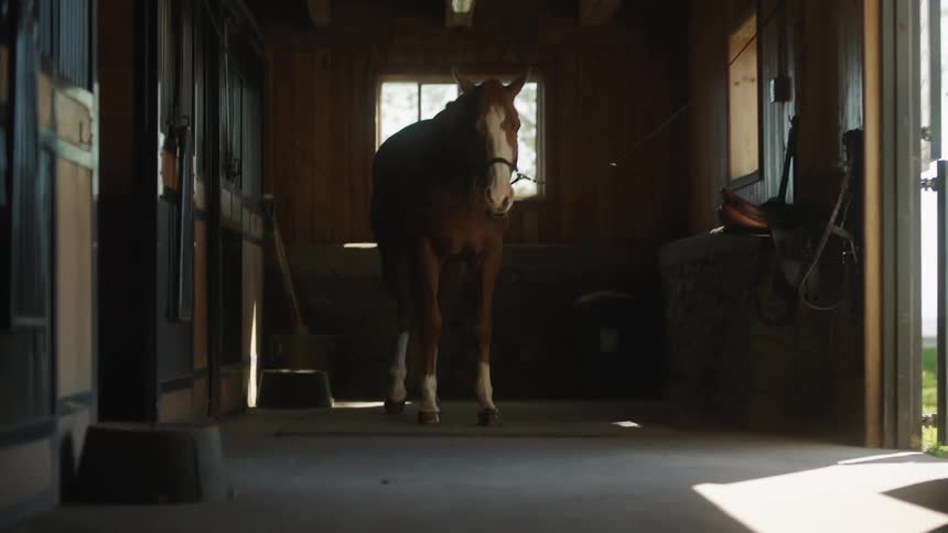 A brown and white horse inside of a barn at daytime