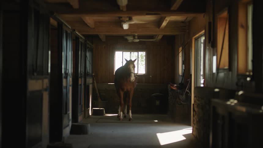 A horse standing in a stable with a window and a wall in the background with a person walking by in the foreground