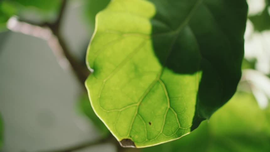 A green leaf on a plant at daytime