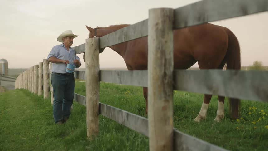 A man is feeding his horse during spring at dusk