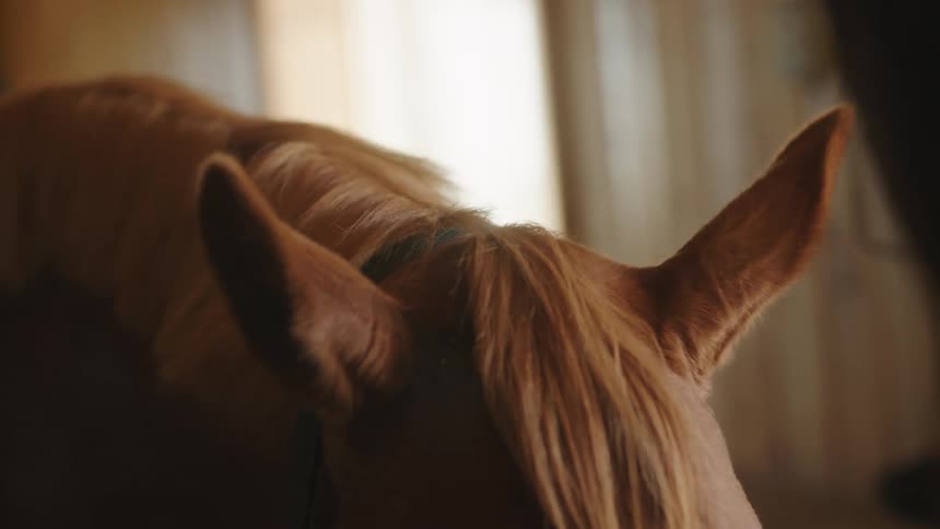 A woman pets a horse as it stands in a stable