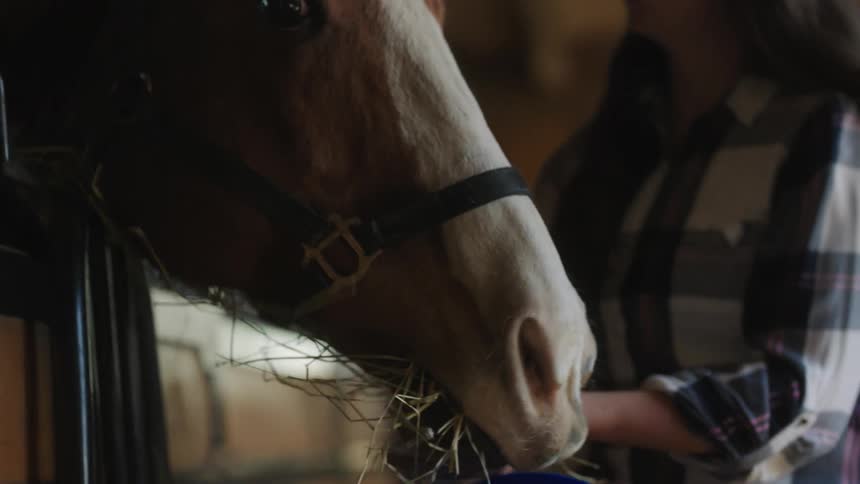 A woman feeding a horse hay in a stable