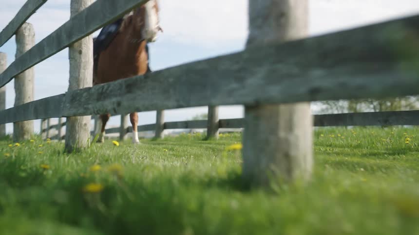 Horse galloping between wooden fences over the green grass in a farm