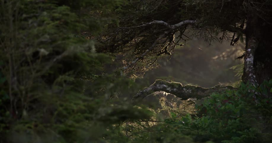 Sunshine backlights a mossy forest branch