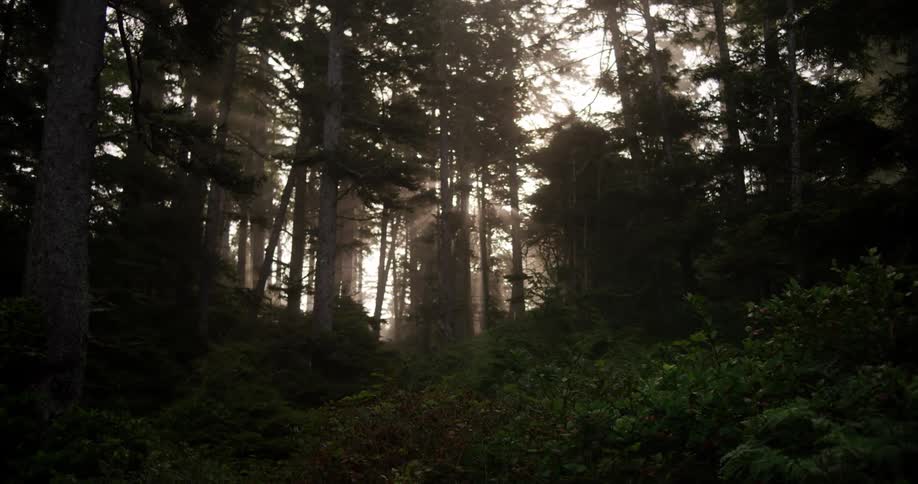 Sunlight filters through fog and trees in dark forest
